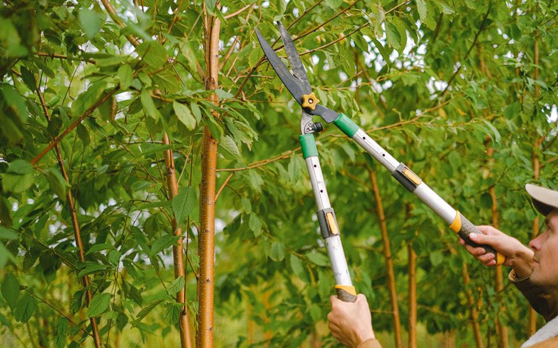 Tree trimming in Aurora, CO